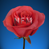 terracotta roses fall